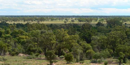 Photograph taken from Coocoran Lookout at Lightning Ridge looking towards the horizon which is flat and the plains are speckled with trees.